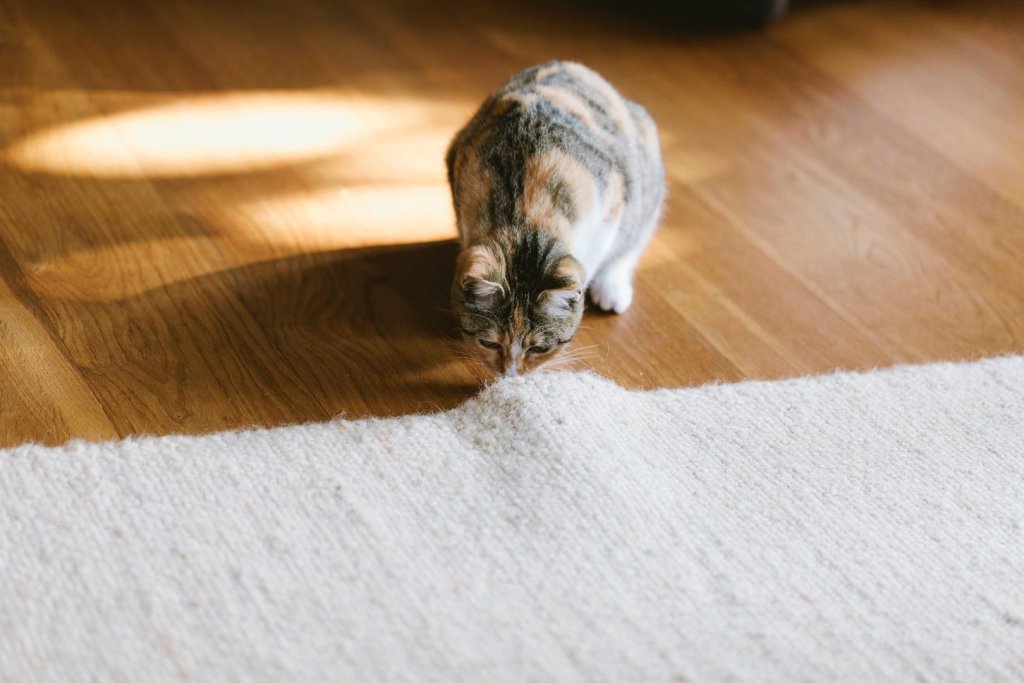 Kat snuffelt onder vloerkleed